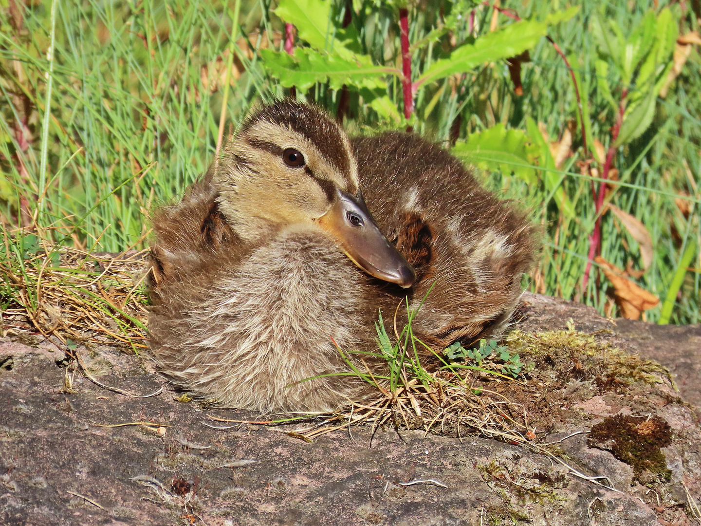 Stockentenküken im Verna-Park