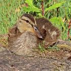 Stockentenküken im Verna-Park