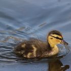 Stockentenküken im Wasser