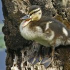 Stockentenküken klettert auf einem Baustamm herum