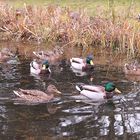 Stockentenmagnet Gartenteich 