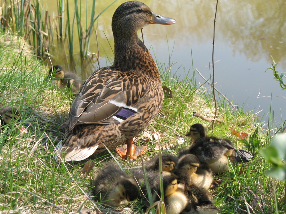 Stockentenmama mit Babys