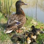 Stockentenmama mit Babys