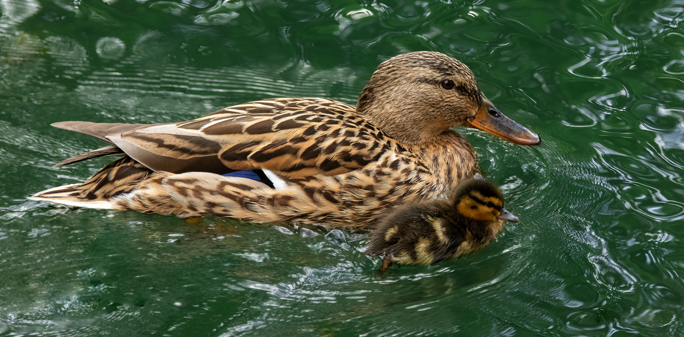 Stockentenmutter mit Baby 002 eing