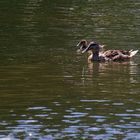 Stockentenmutter mit Nachwuchs 1