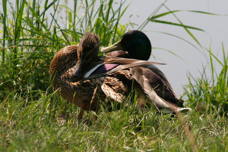 Stockentenpaar (Anas platyrtynchos)