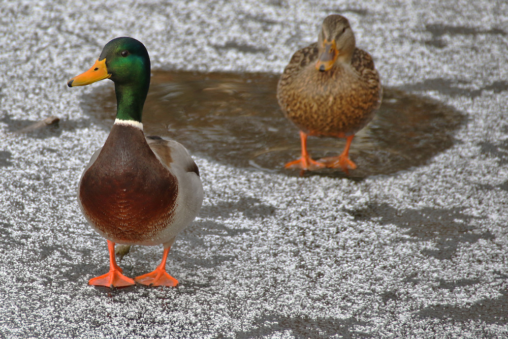 Stockentenpaar auf der Eisfläche