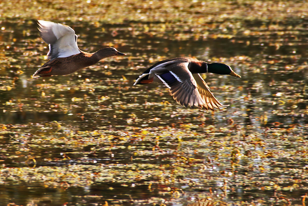 Stockentenpaar beim Flug über´s Wasser