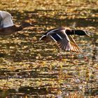 Stockentenpaar beim Flug über´s Wasser