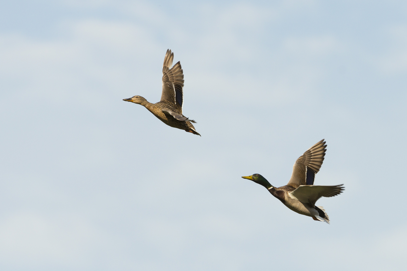 Stockentenpaar beim Rundflug