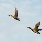 Stockentenpaar beim Rundflug