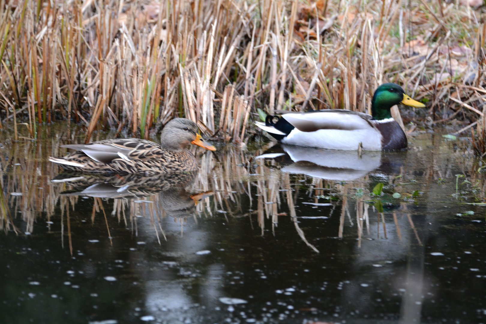  Stockentenpaar besucht meinen Teich.