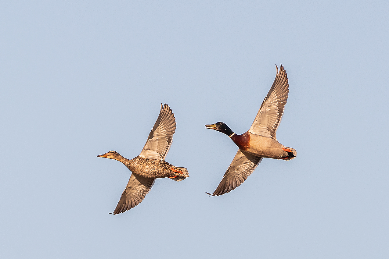 Stockentenpaar im Flug