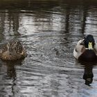 Stockentenpaar in einem Esslinger Neckarkanal