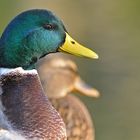 Stockentenpaar - See - Gucken