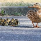 Stockentenpädagoginnenmama