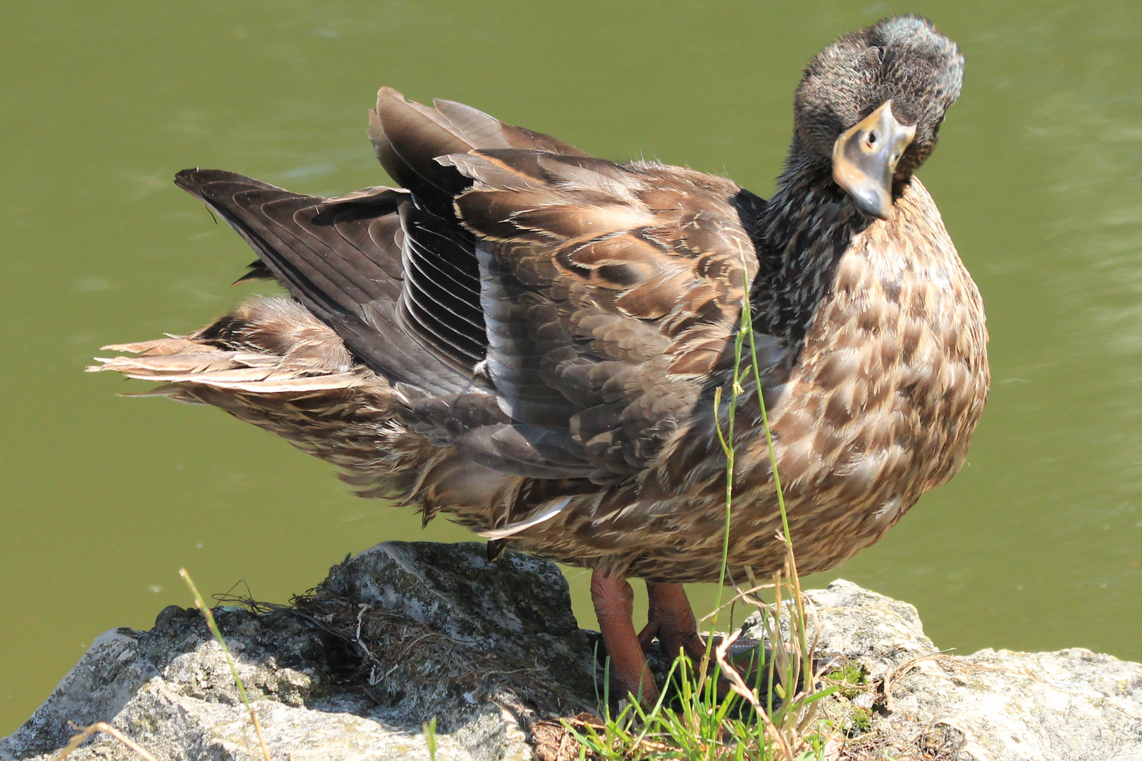 Stockentenweibchen