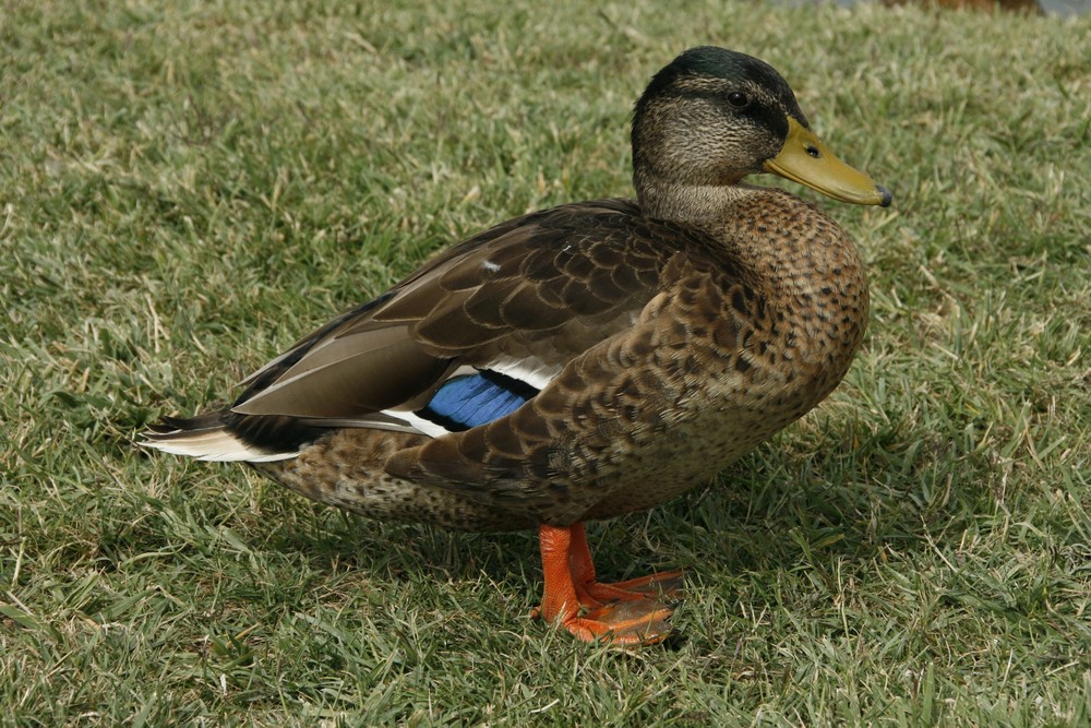 Stockentenweibchen