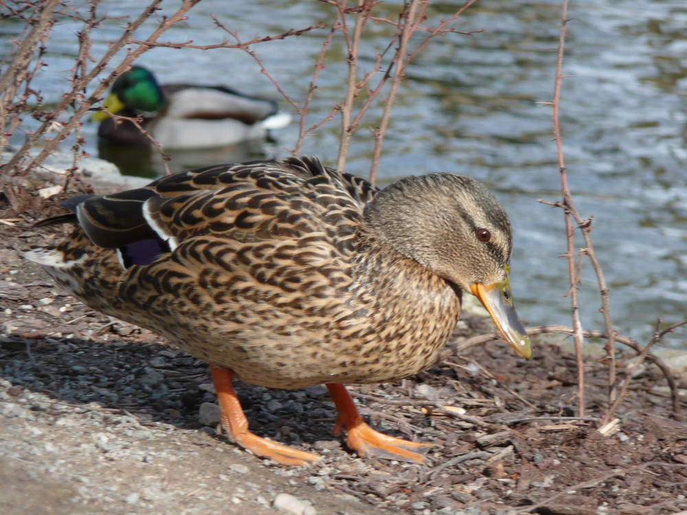 Stockentenweibchen