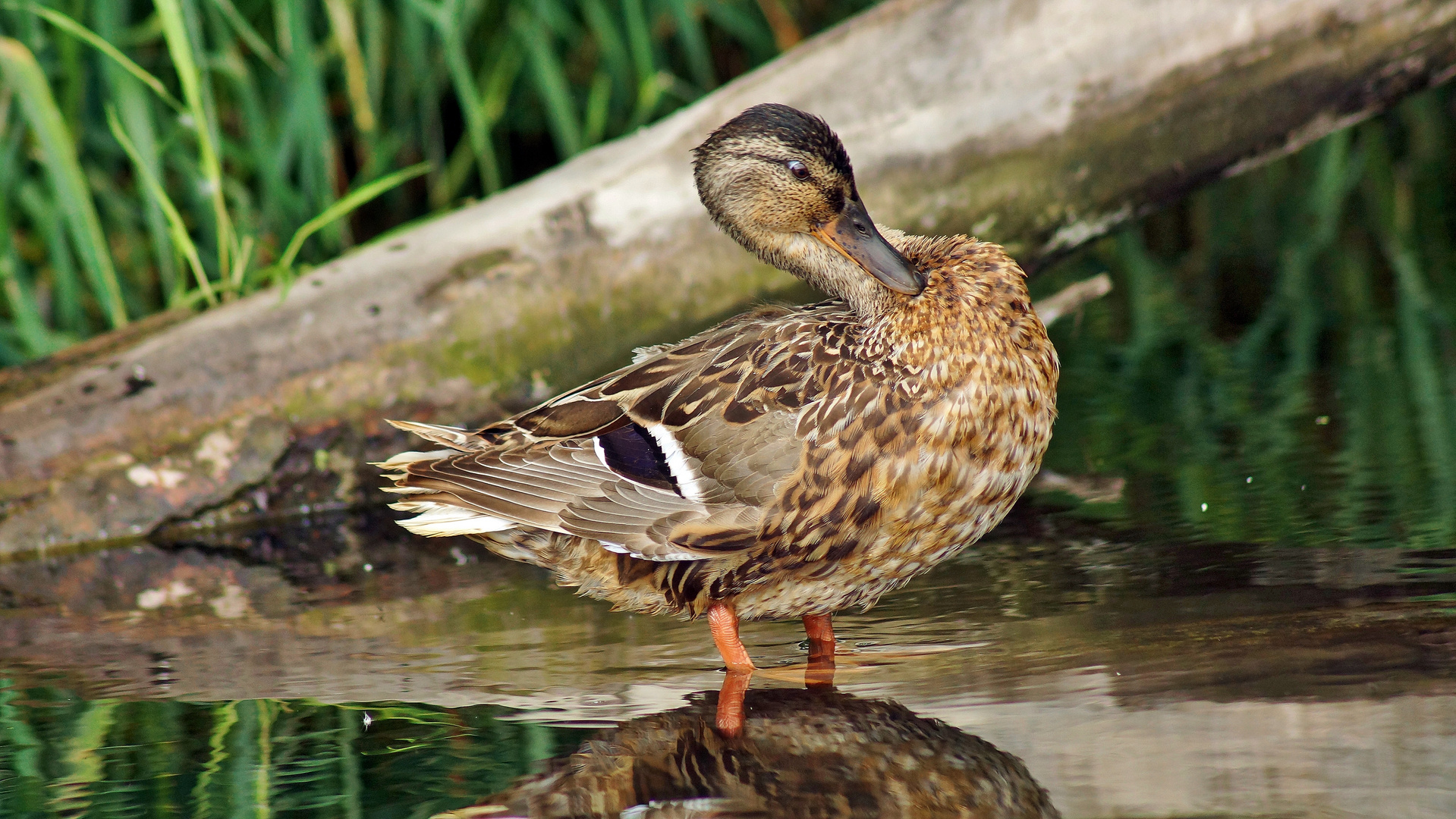 Stockentenweibchen an der Trave