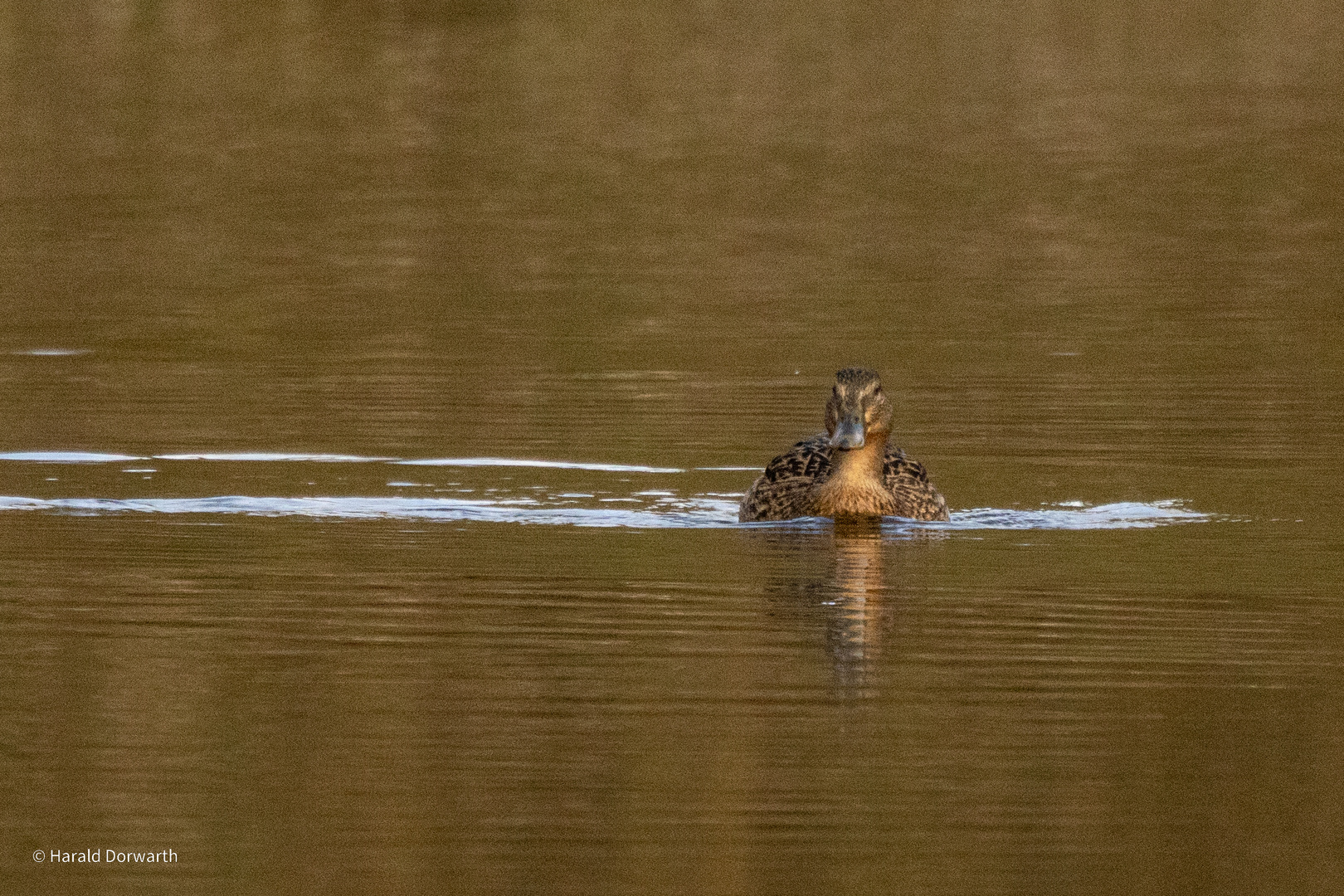 Stockentenweibchen im Zeuterner See