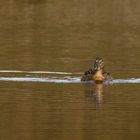 Stockentenweibchen im Zeuterner See