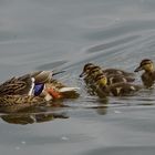 Stockentenweibchen mit 4 Kinder