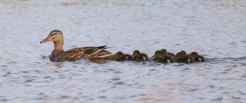 Stockentenweibchen mit Jungen