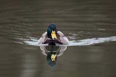 Stockenterich im stillen Wasser