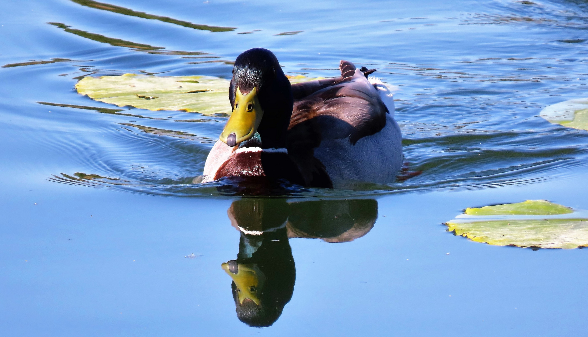 Stockente/Spiegeltag