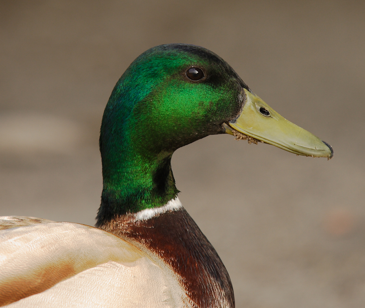 Stockerpel Portrait