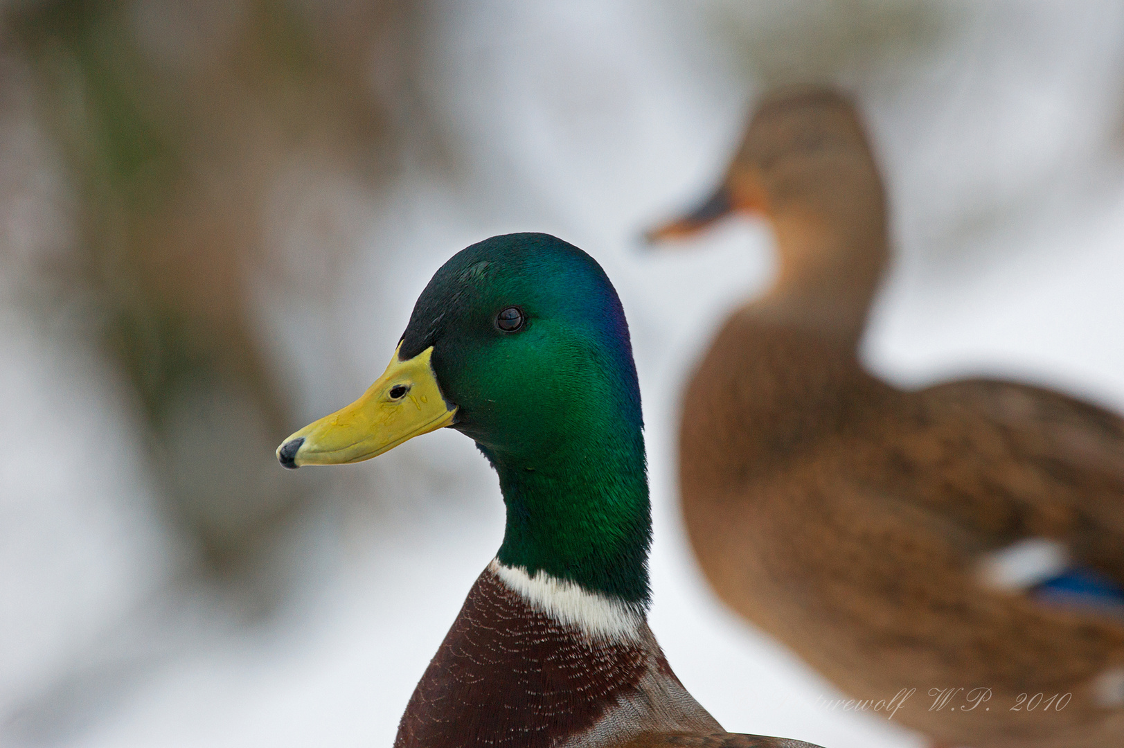 Stockerpelportrait