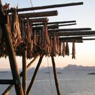 Stockfisch auf den Lofoten