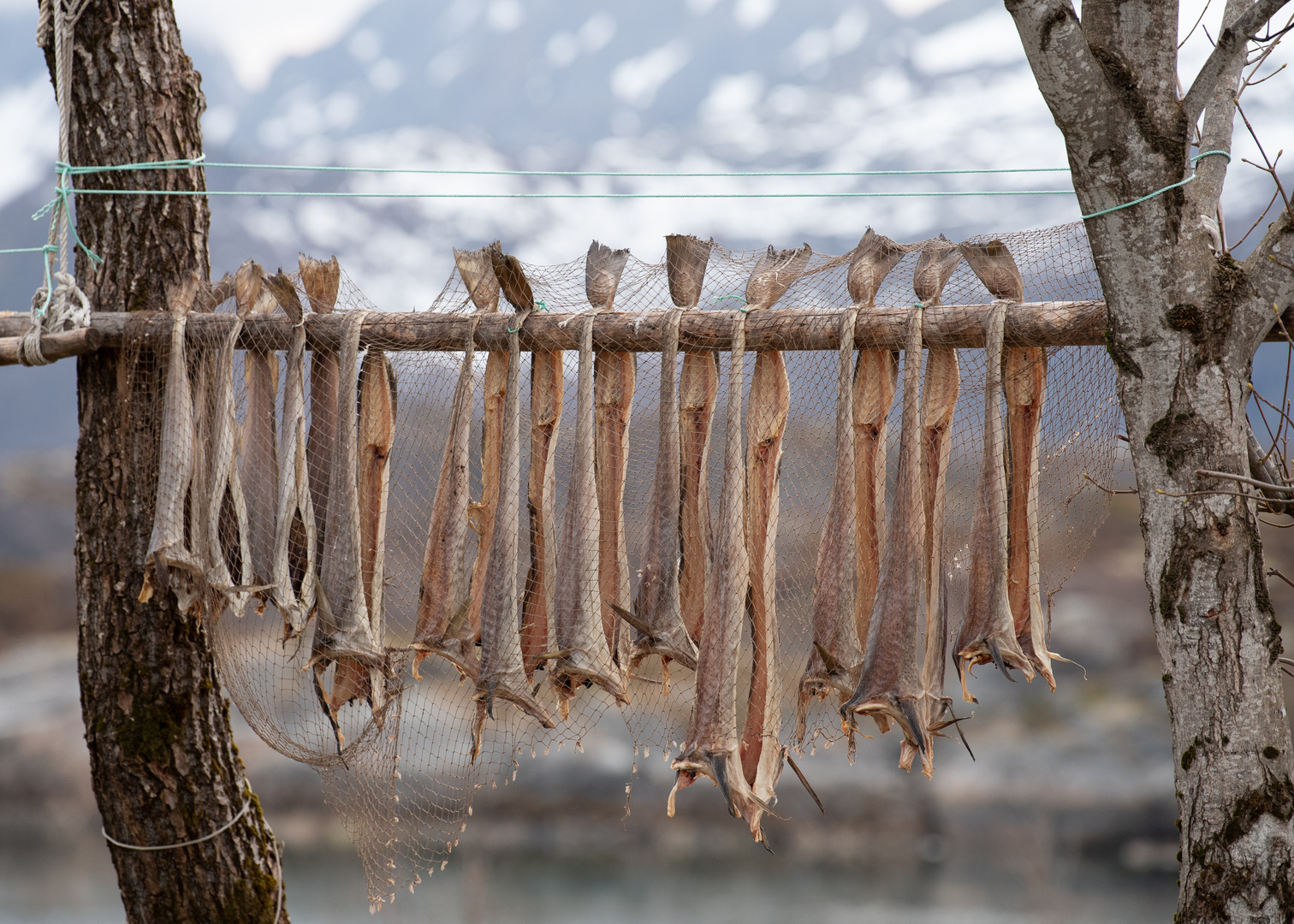 Stockfisch auf den Lofoten