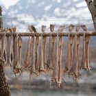 Stockfisch auf den Lofoten