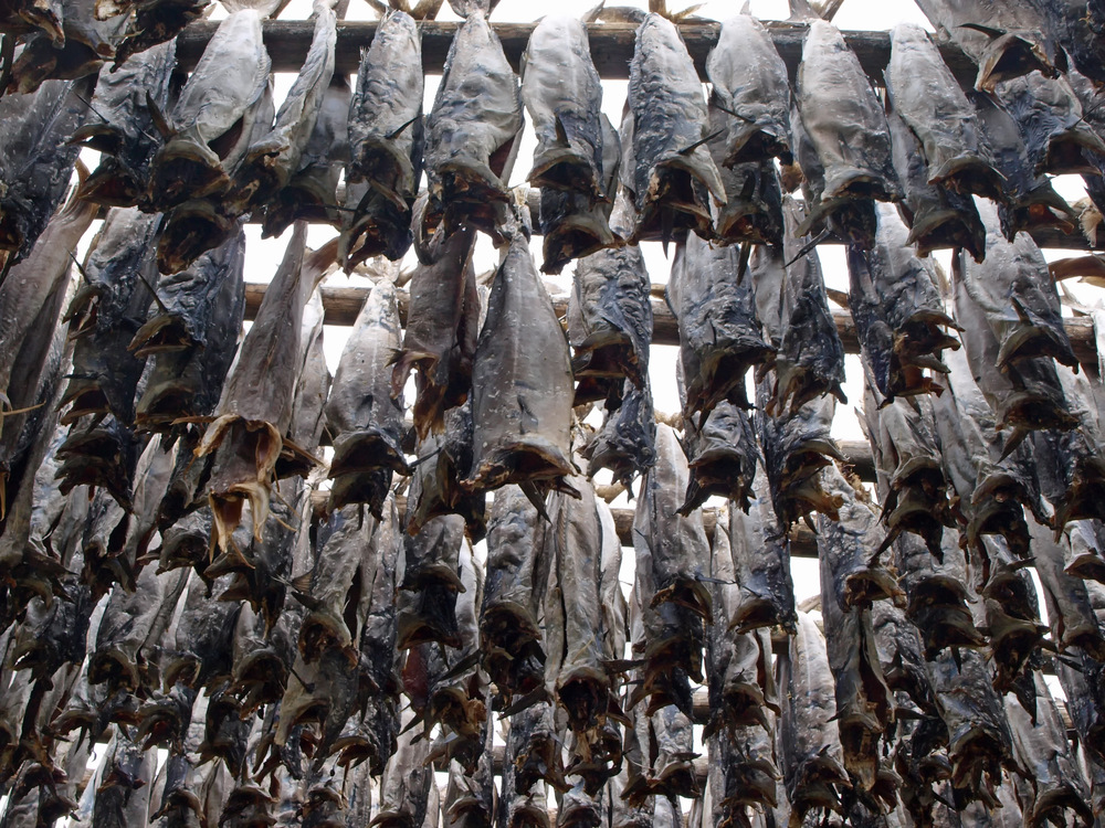 Stockfisch auf den Lofoten