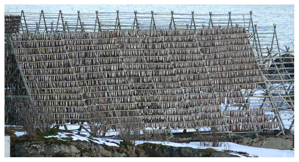 Stockfisch auf den Lofoten