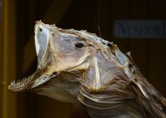 Stockfisch im Nusfjord