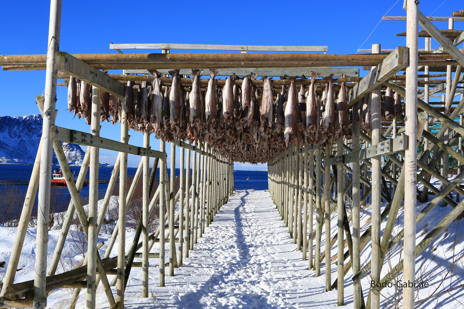 Stockfisch im Winter