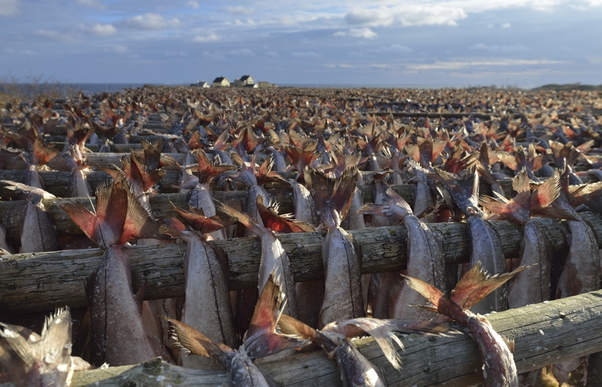 Stockfisch in A, Lofoten