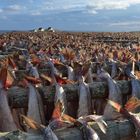 Stockfisch in A, Lofoten