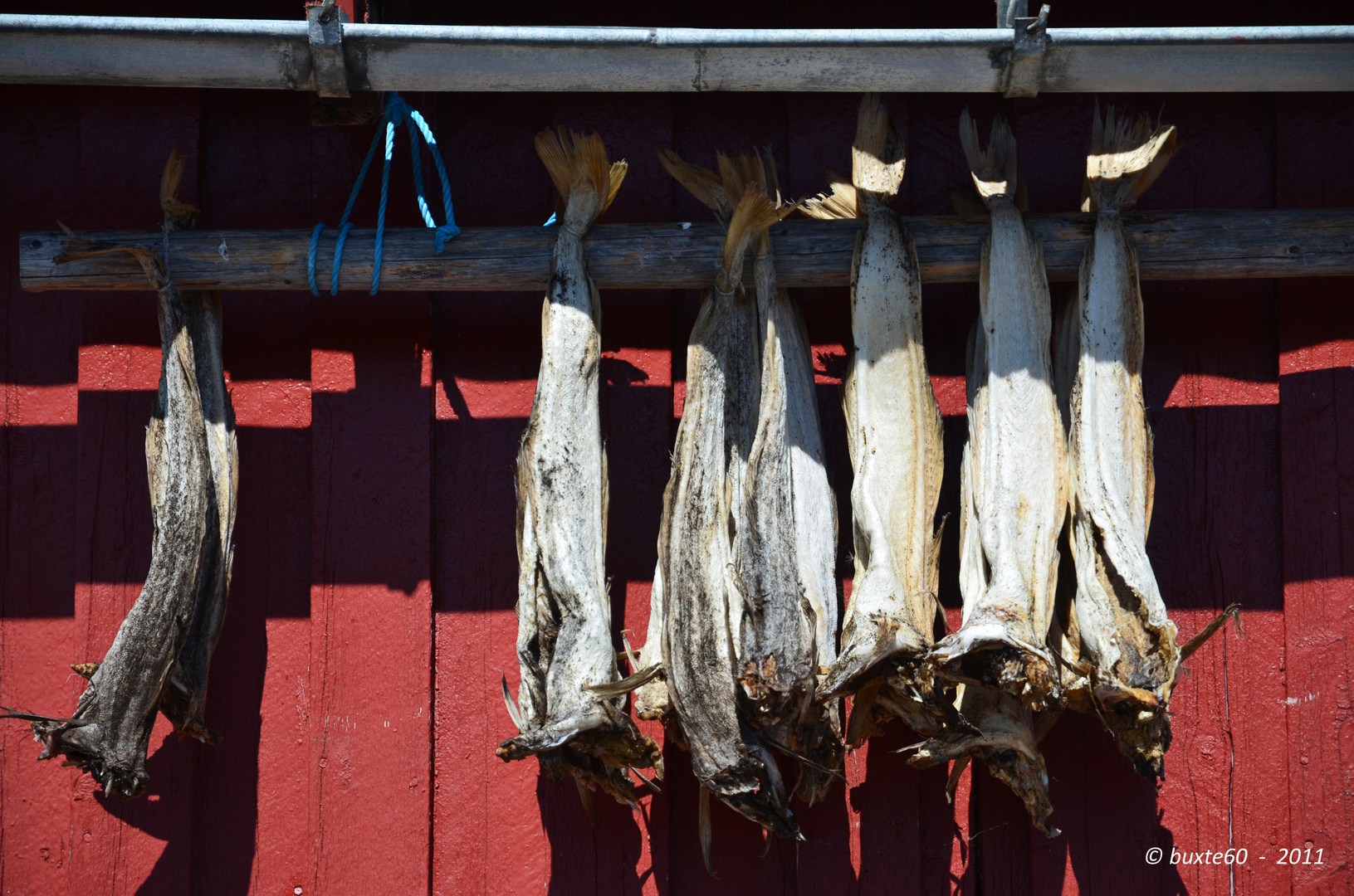 Stockfisch in Henningsvær