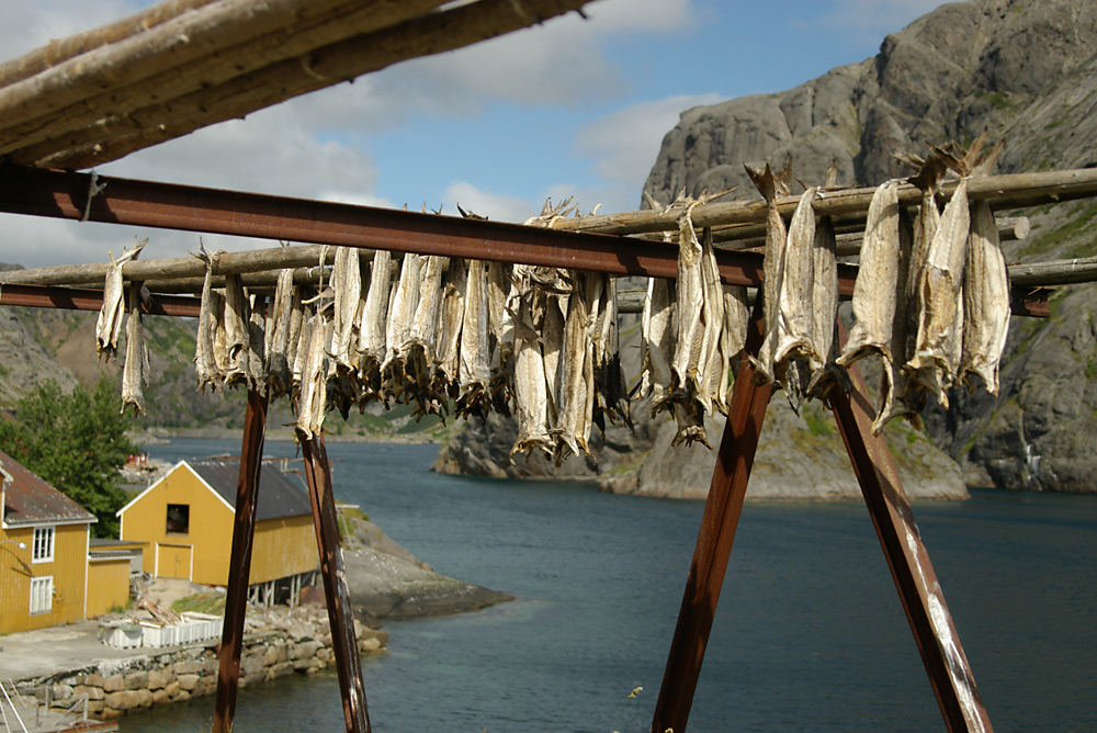 Stockfisch in Nusfjord