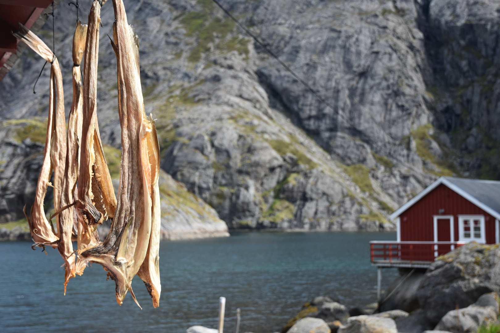 Stockfisch in Nusfjord, Lofoten