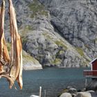Stockfisch in Nusfjord, Lofoten