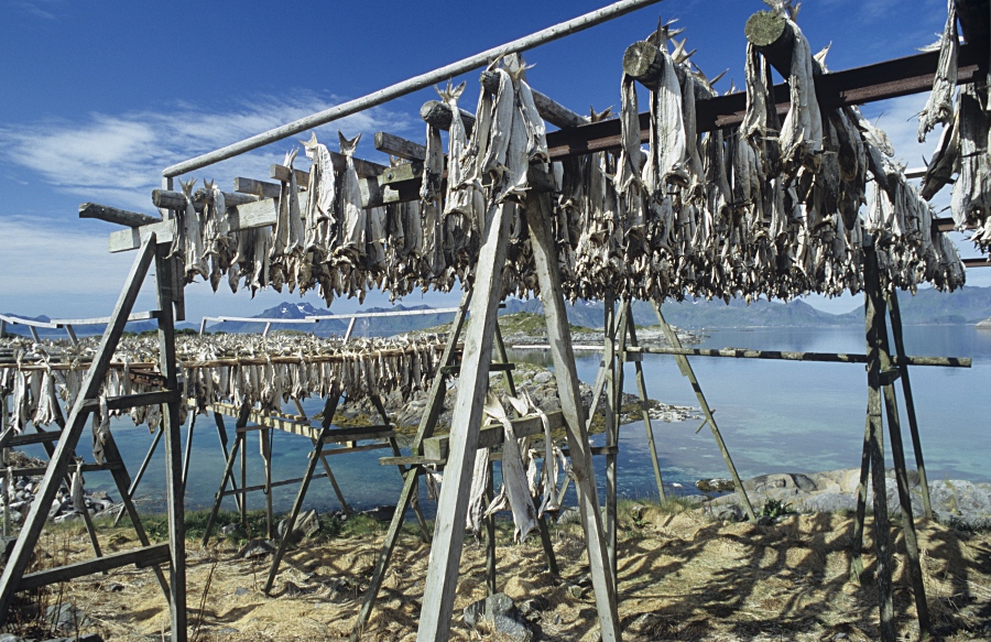 Stockfisch (Lofoten) Foto &amp; Bild | tiere, naturfotos, natur Bilder auf ...