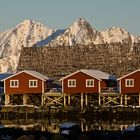 Stockfische auf den Lofoten