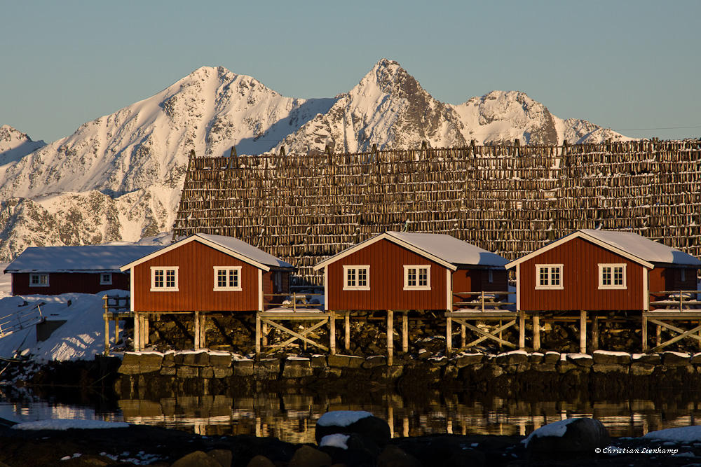 Stockfische auf den Lofoten