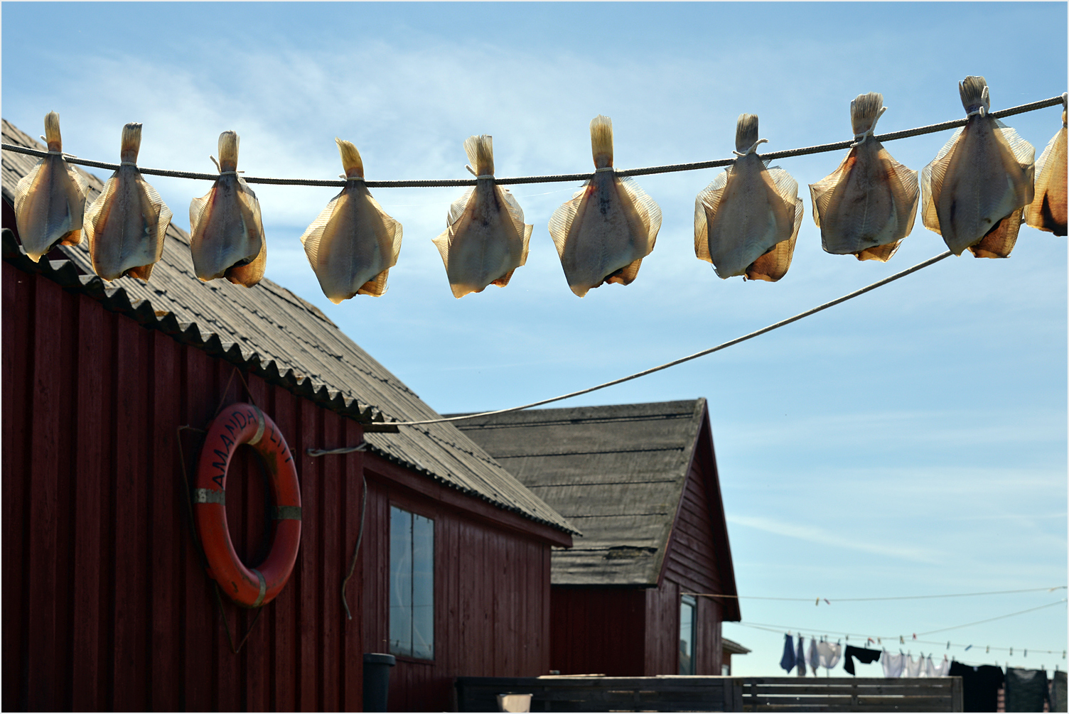 Stockfische in Dänemark