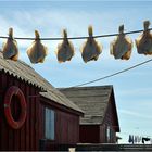 Stockfische in Dänemark